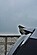 Накладка на крышу  Opel Zafira B OPC OP-ZA-2-OPC-CAP1  -- Фотография  №3 | by vonard-tuning